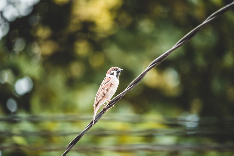 Selective Focus Photography Of Bird, animal, macro, perched, sparrow HD wallpaper