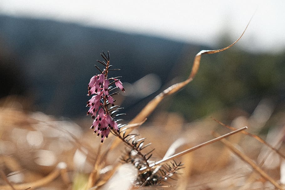 germany, peiting, plant, flower, close-up, focus on foreground HD wallpaper