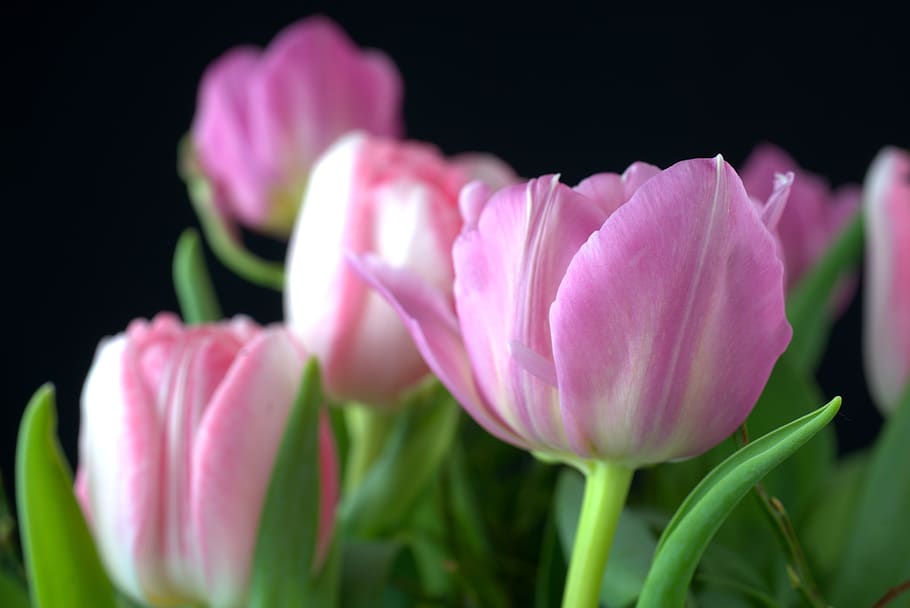 tulip, spring, celebration, blossom, bloom, garden, pink, nature HD wallpaper