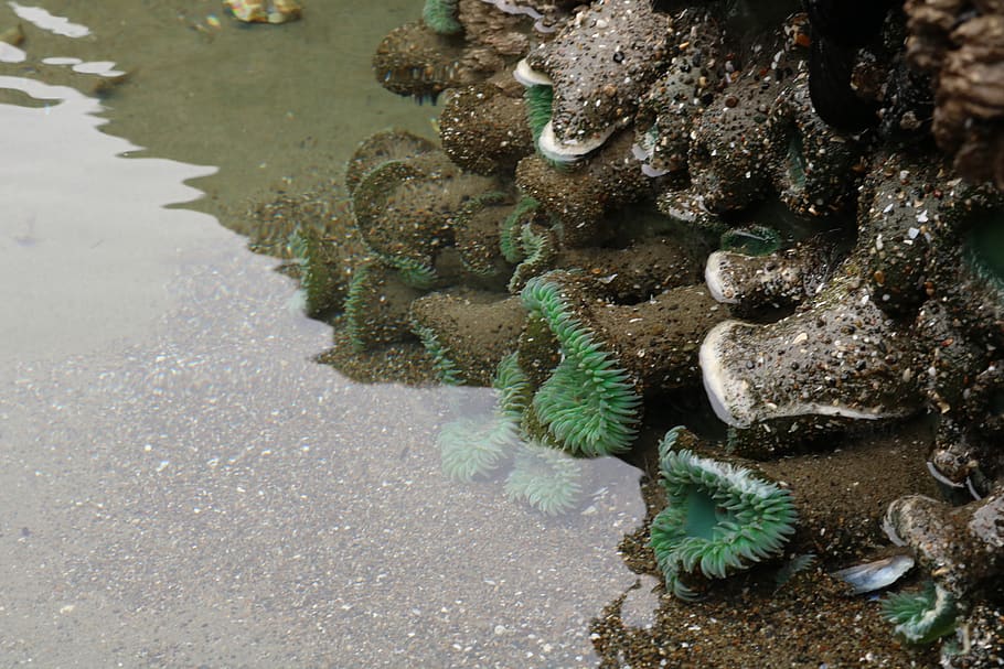 animal, sea life, invertebrate, sea anemone, outdoors, water, HD wallpaper