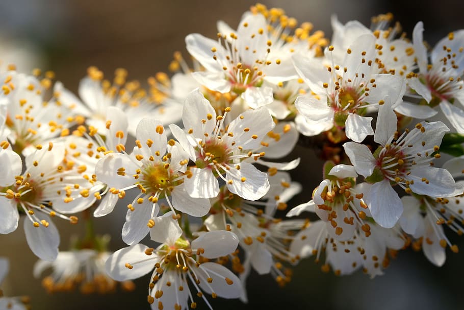flowers, white, casey, tree, spring, botanical, plants, natural HD wallpaper