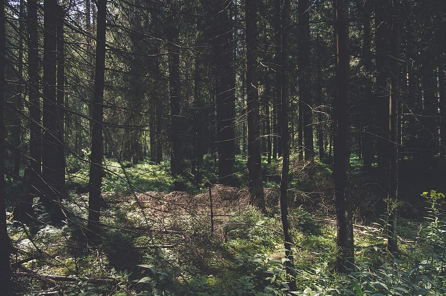 trees, forest, sun, summer, sunny, plant, land, tranquility HD wallpaper