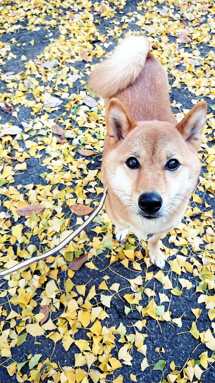 HD wallpaper: shiba inu, ginkgo biloba, autumn, dog, pet, fallen leaves, walk - Wallpaper Flare