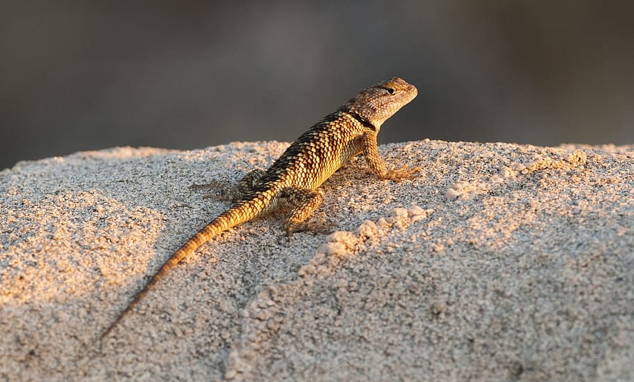 lizard, spiny, animal, wild, nature, reptile, animal themes HD wallpaper