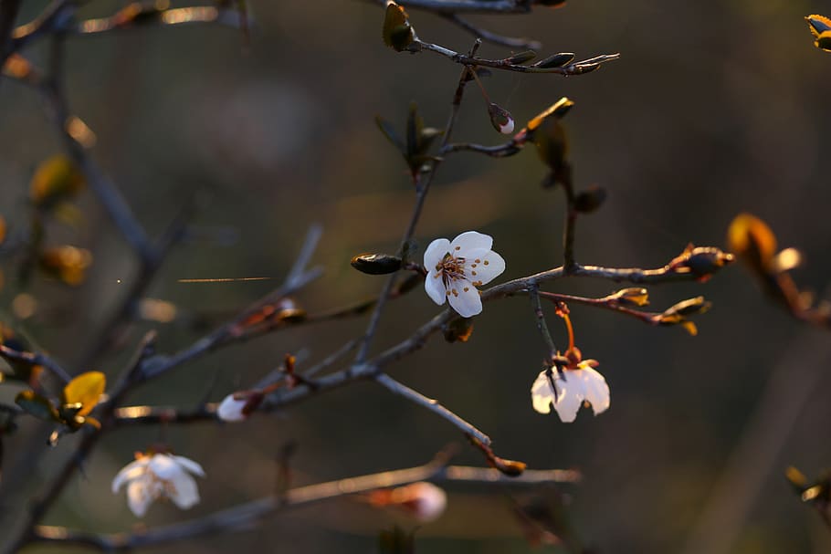 flowers, white, casey, tree, spring, nature, bloom, plant, growth HD wallpaper