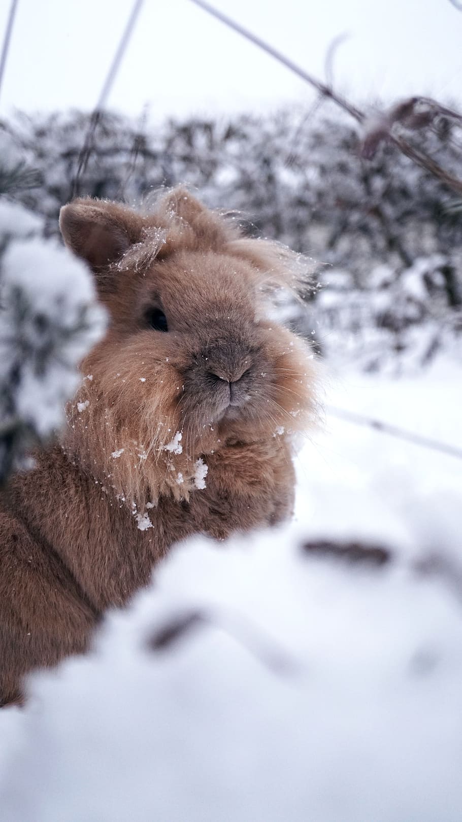 rabbit, winter, snow, nature, animal, cold, in focus, creature, HD wallpaper
