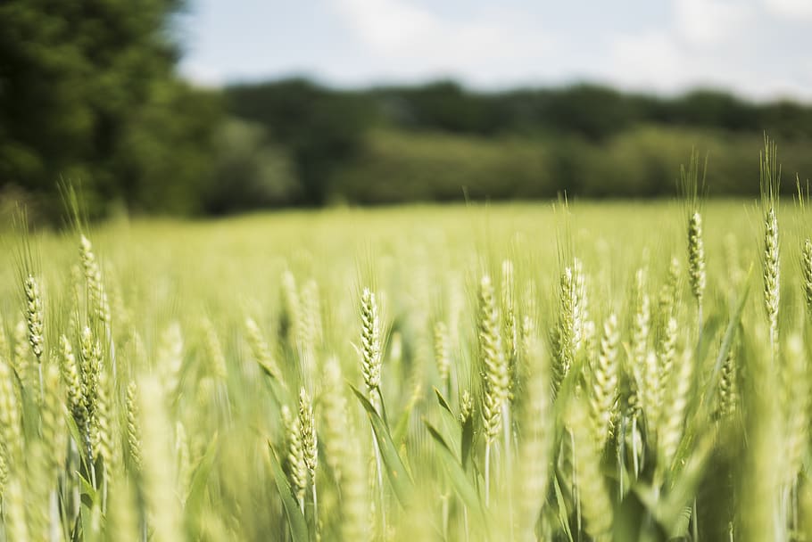 green leafed plants, field, agriculture, land, growth, landscape HD wallpaper