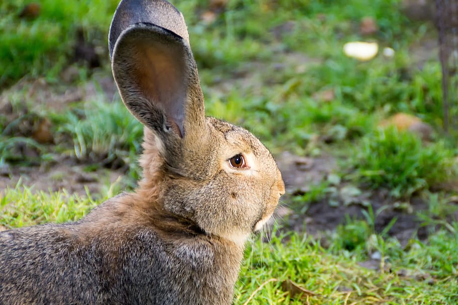 hare, attention, head, brown, animal themes, one animal, mammal HD wallpaper