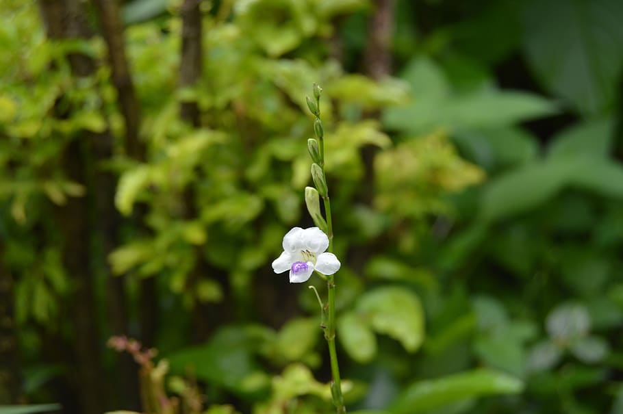 flower, nature, stem, buds, leaves, plant, flowering plant HD wallpaper