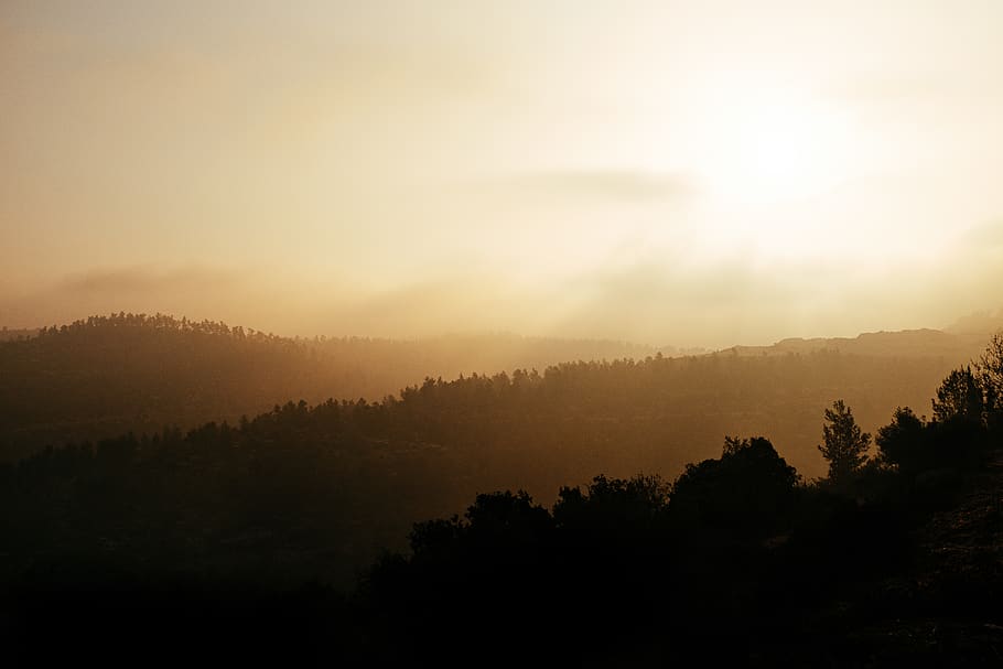 israel, yad hashmona, fog, tree, plant, landscape, environment HD wallpaper