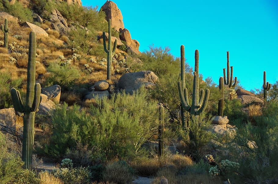 cactus, rocks, vegetation, arid, desert, scottsdale, phoenix HD wallpaper