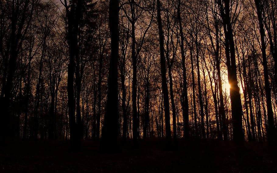 denmark, store hareskov, autum, sunset, forest, backlight, siluette HD wallpaper