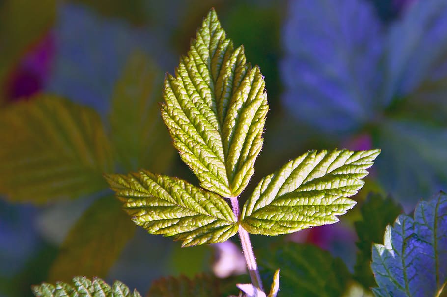 raspberry, green, green raspberry leaf, fruit, healthy, fresh HD wallpaper