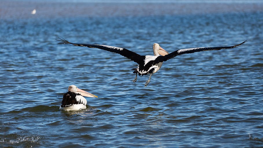 animal, bird, flying, stork, pelican, person, human, waterfowl HD wallpaper