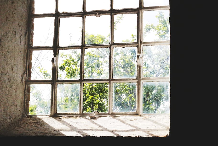 house, nature, tree, window, indoors, glass - material, day HD wallpaper
