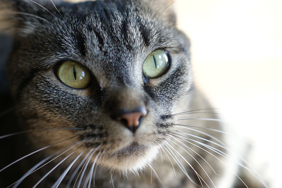 cat, macro, closeup, one animal, animal themes, mammal, close-up HD wallpaper