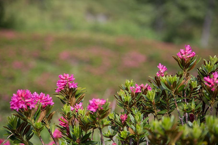 alpine roses, hiking, nature, mountains, landscape, alpine flowers, HD wallpaper