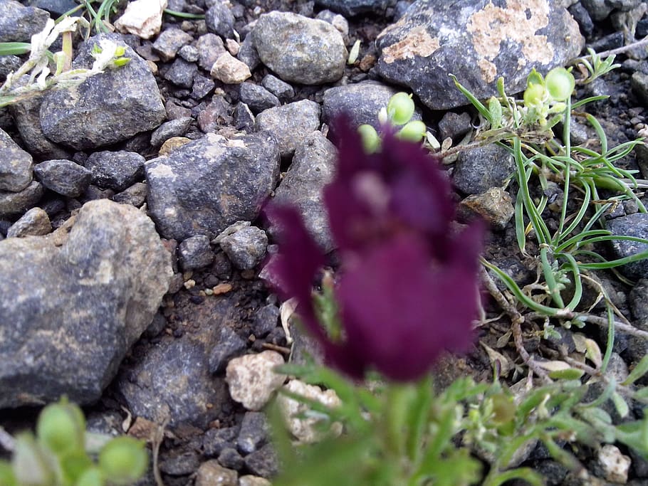 mountain, flower, spring, plant, solid, growth, nature, selective focus HD wallpaper