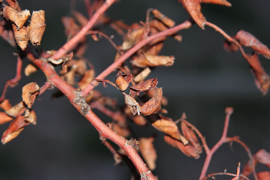 leaf, branches, dead, autumn, nature, butterfly, plant, close-up HD wallpaper