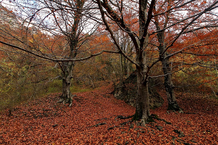 forest, autumn, trees, landscape, nature, leaves, forests, path HD wallpaper