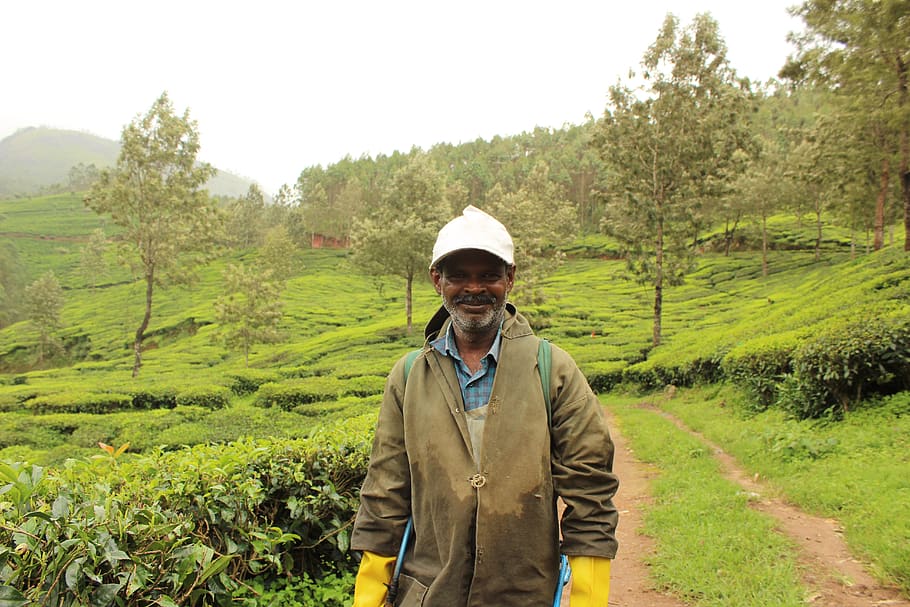 india, munnar, plant, one person, real people, green color HD wallpaper