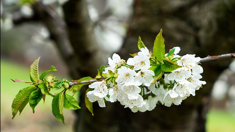 hirschbirne, spring, pear, blossom, tree, nature, white, landscape HD wallpaper