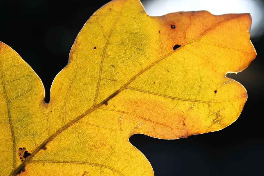 natural, wallpapers, fall, orange, wood, yellow, seasonal, structure HD wallpaper
