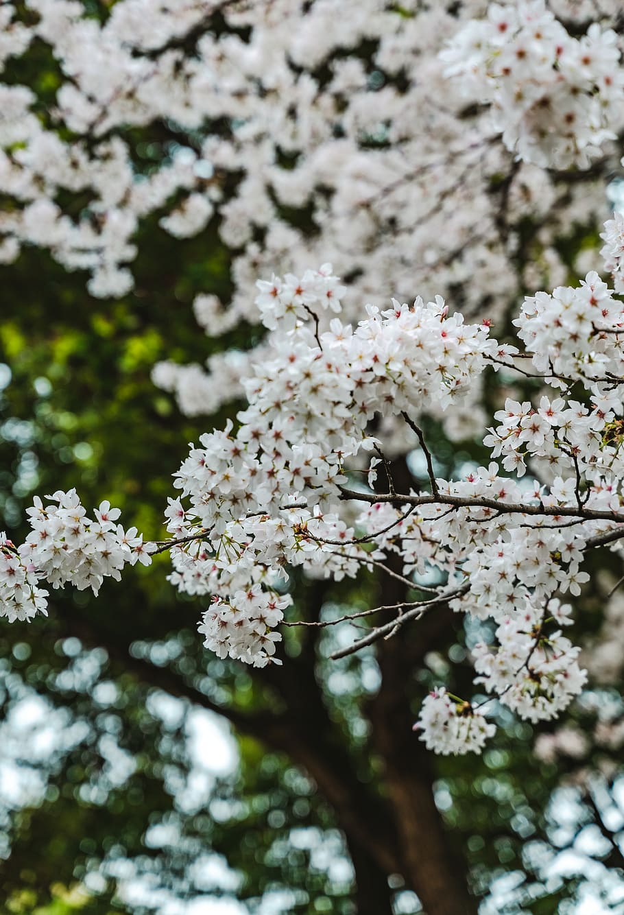white petaled flowers, flowering plant, fragility, growth, beauty in nature HD wallpaper