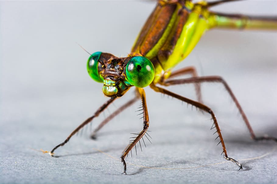 Brown and Green Dragonfly, close-up, insect, macro, animal themes HD wallpaper