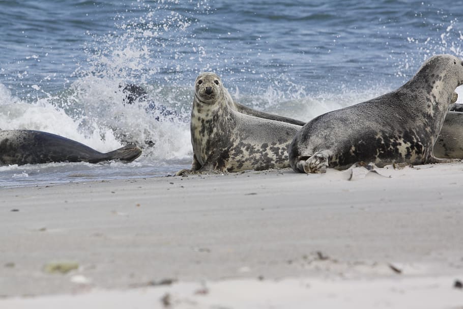 robbe, beach, sea, dune, nature, helgoland, sand, grey seal HD wallpaper