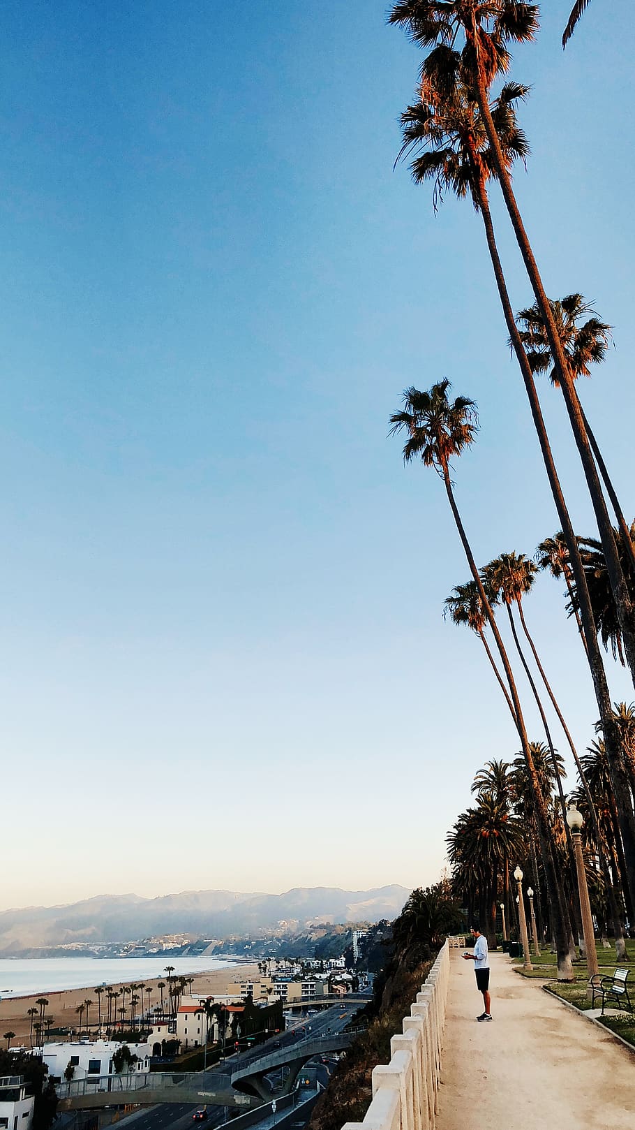summer, beach, la, tree, sky, tropical climate, palm tree, plant HD wallpaper