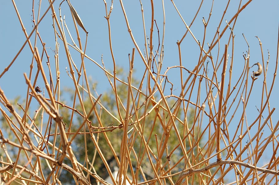 winter, the dried branches, tree, dry, plant, growth, sky, nature HD wallpaper