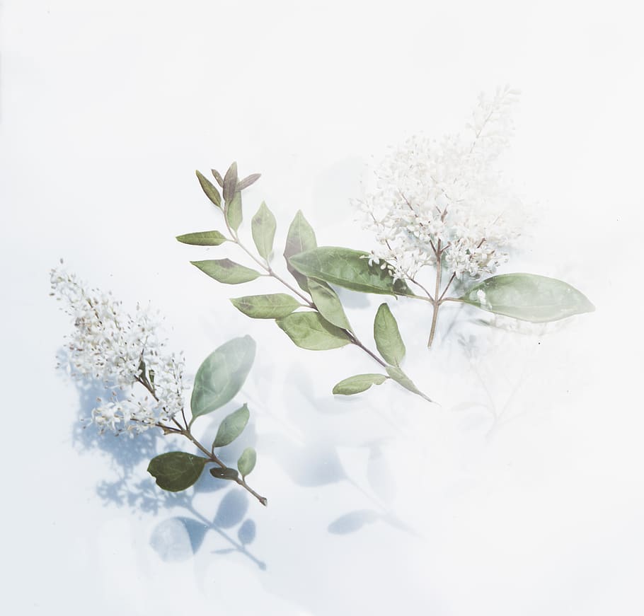 nature, outdoors, ice, leaf, snow, plant, frost, flower, green HD wallpaper