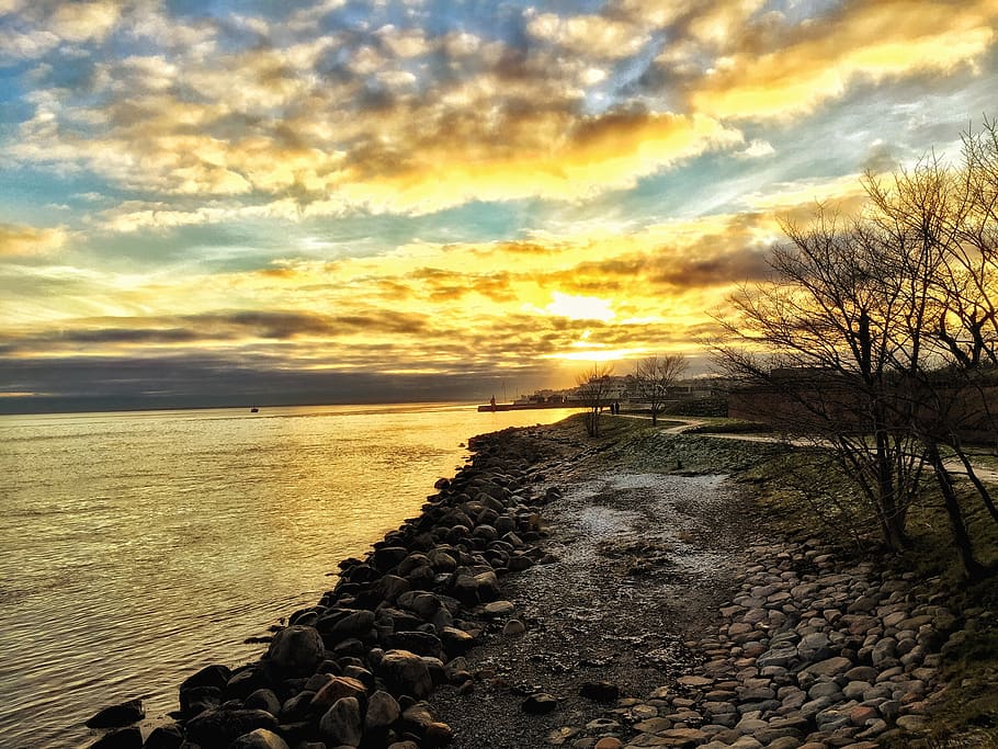 Bare Trees Near Seashore during Golden Hour, beach, clouds, grass HD wallpaper
