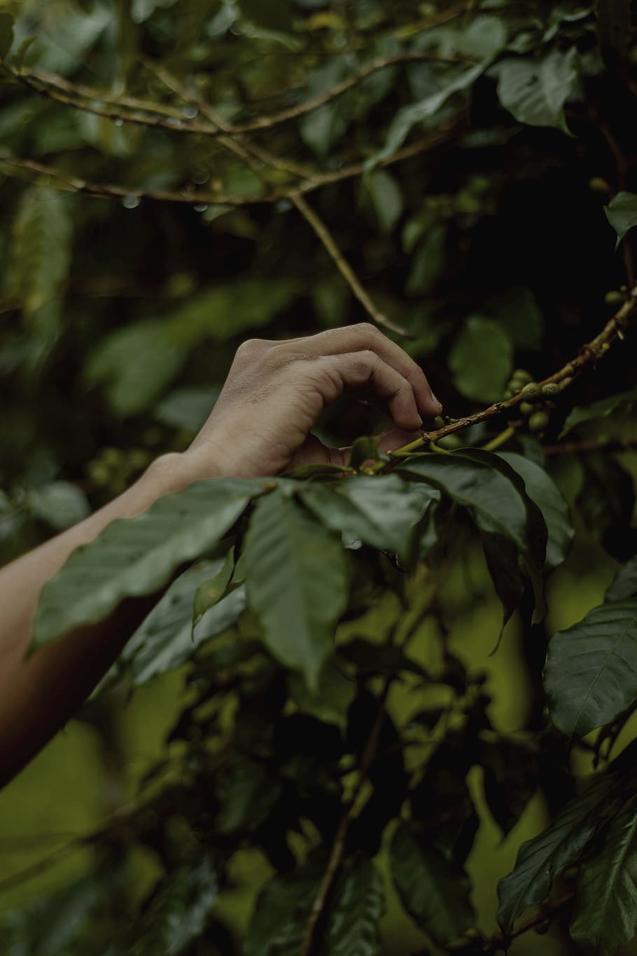 Person Holding Leaves, branch, hand, plant, human hand, leaf HD wallpaper