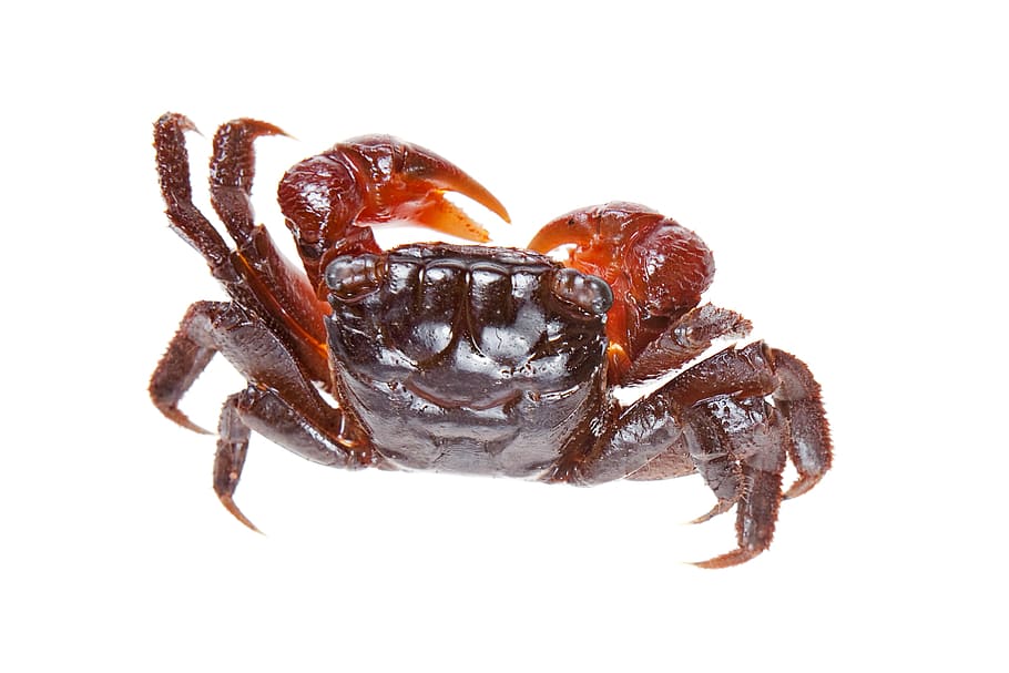 animal, claw, crab, crustacean, food, isolated, leg, seafood HD wallpaper