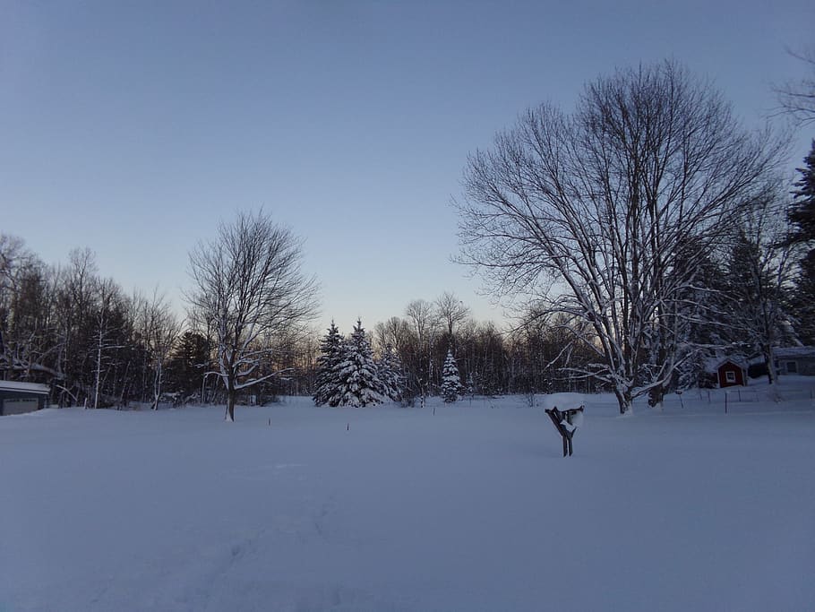 snow, cold temperature, winter, tree, bare tree, sky, plant HD wallpaper