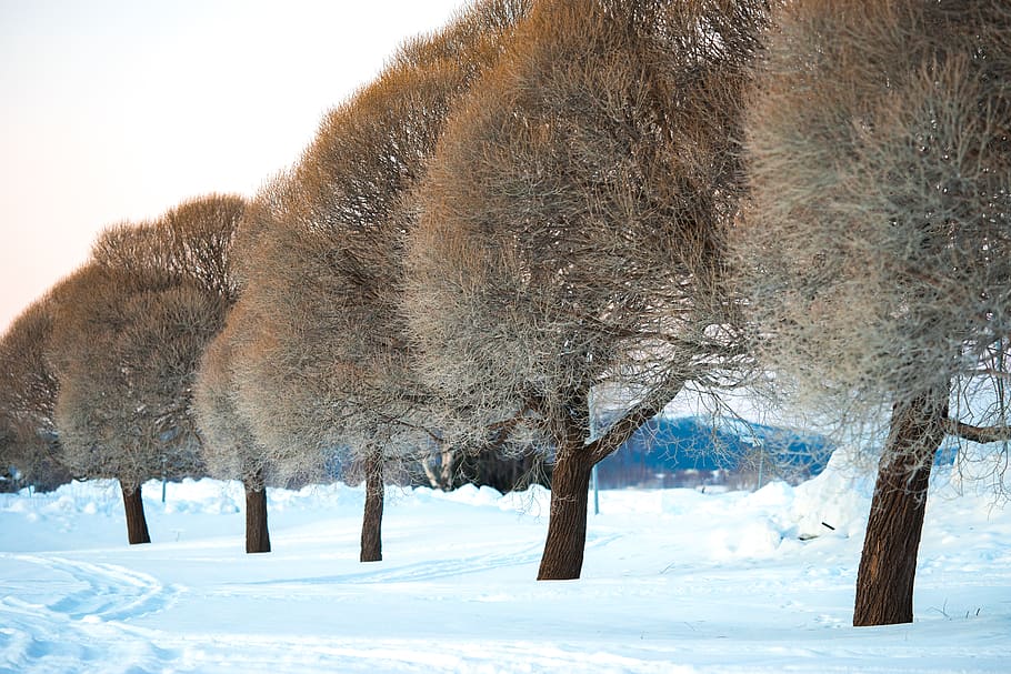 Photography of Trees During Winter, cold, environment, zing, frost HD wallpaper