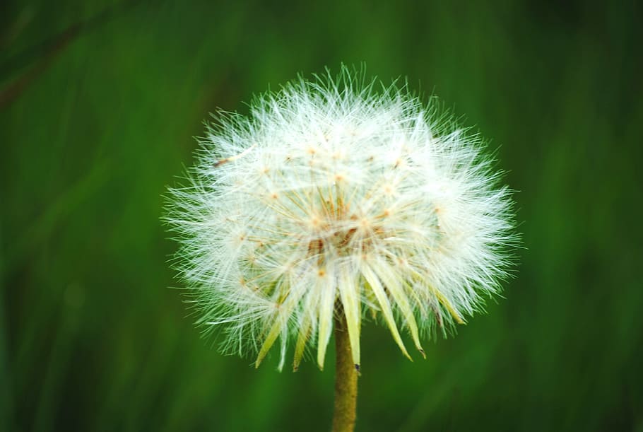 white dandelion flower, plant, blossom, newcastle, south africa HD wallpaper