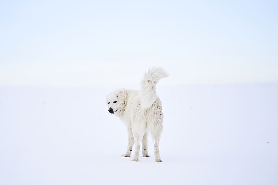 standing long-fur white dog, canine, pet, mammal, animal, outdoors HD wallpaper