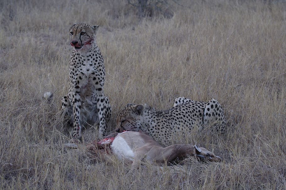 cheetah, kill, brothers, predator, africa, animal, animals in the wild HD wallpaper