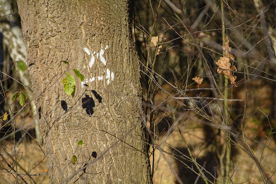 mark, marked trail, x, arrow, forest, nature, hike, wood, autumn HD wallpaper