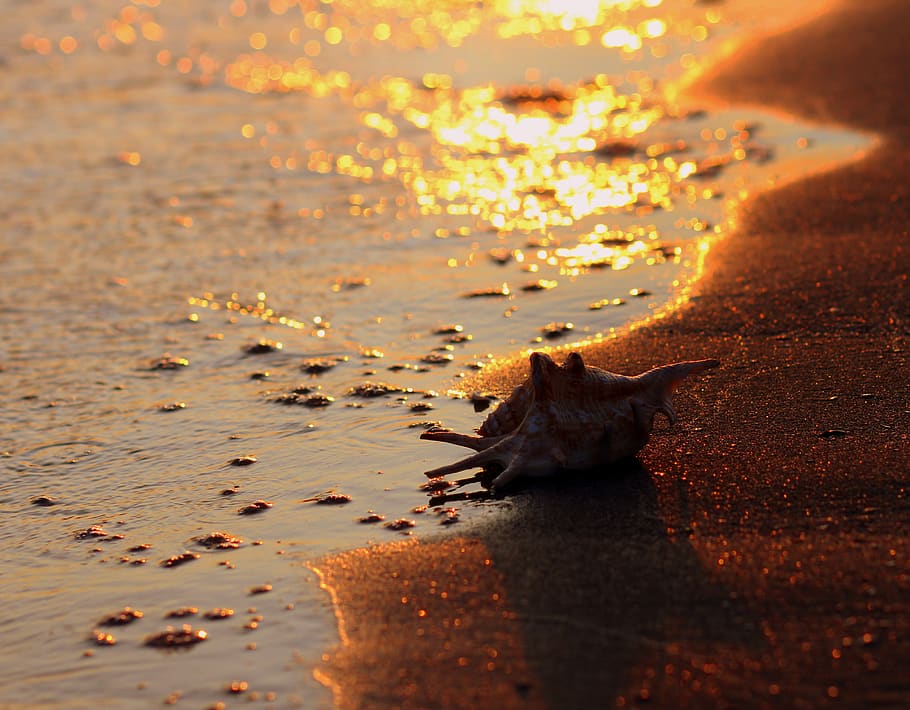 clam, shell, sand, sunrise, red, water, mussels, nature, sea HD wallpaper