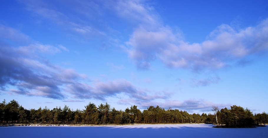 Photo of Trees During Winter, clouds, daylight, environment, forest HD wallpaper