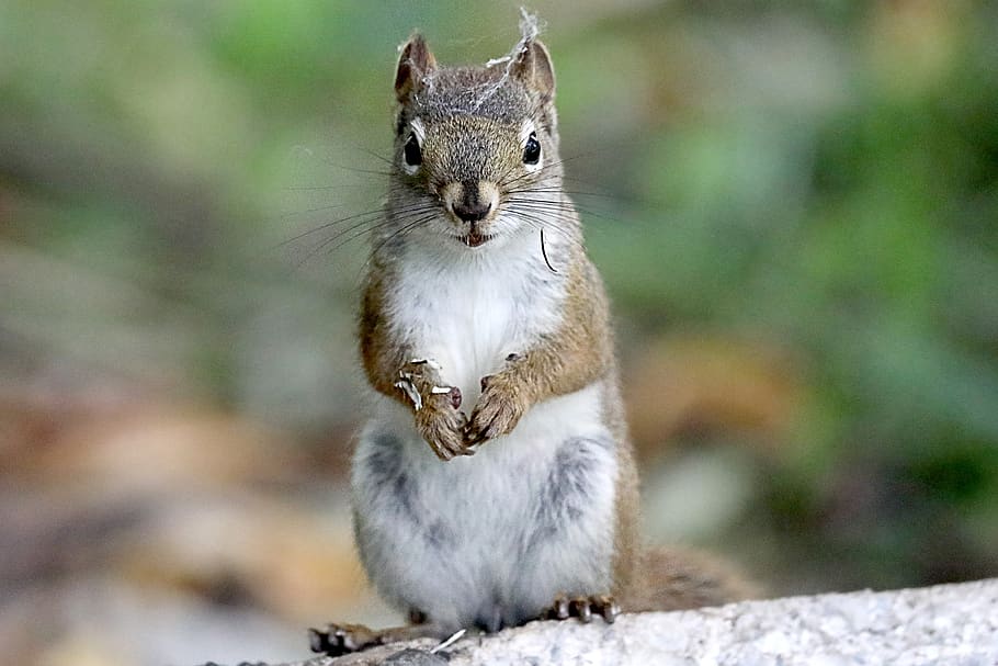 squirrel, cute, nature, animal, furry, rodent, animal wildlife HD wallpaper