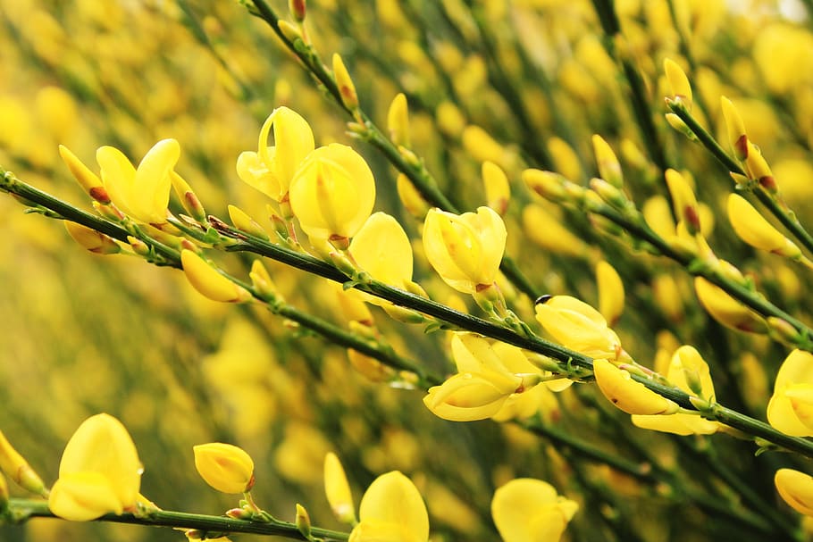 yellow, green, spring, plants, texture, pattern, leaves, nature HD wallpaper