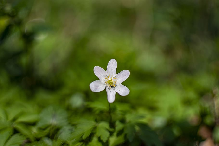 spring, sunny, flowers, nature, bright, plant, flowering plant HD wallpaper