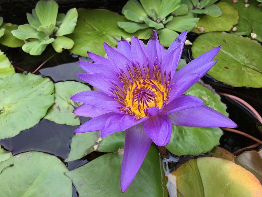 purple, magenta, lotus flower, blossom, zen, relax, meditation, HD wallpaper