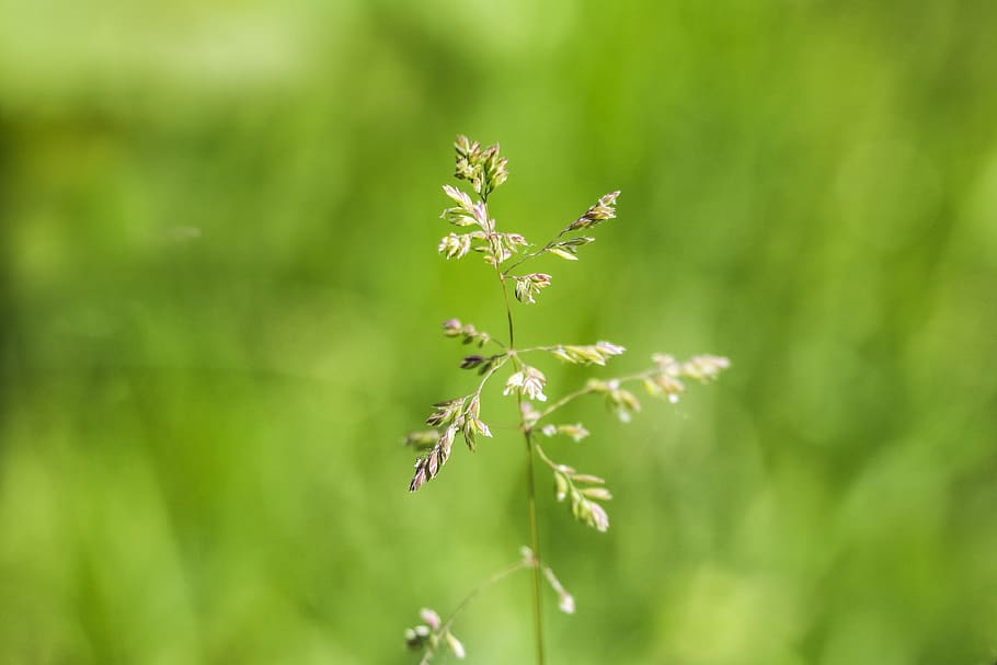 minimalism, small, plant, bokeh, blur, dof, garden, leaves HD wallpaper