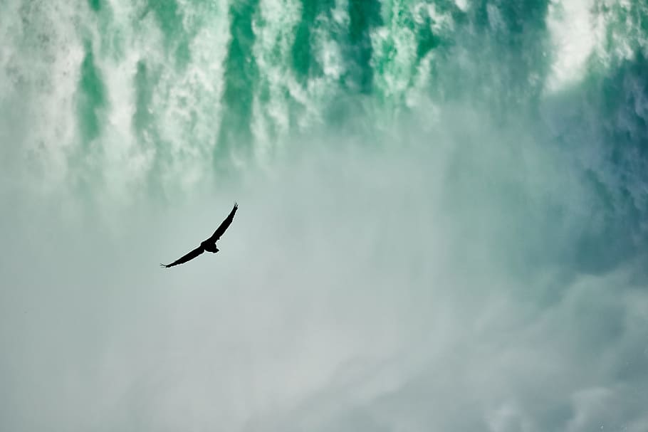 bird on water falls, soar, waterfall, wing, fly, mist, spray